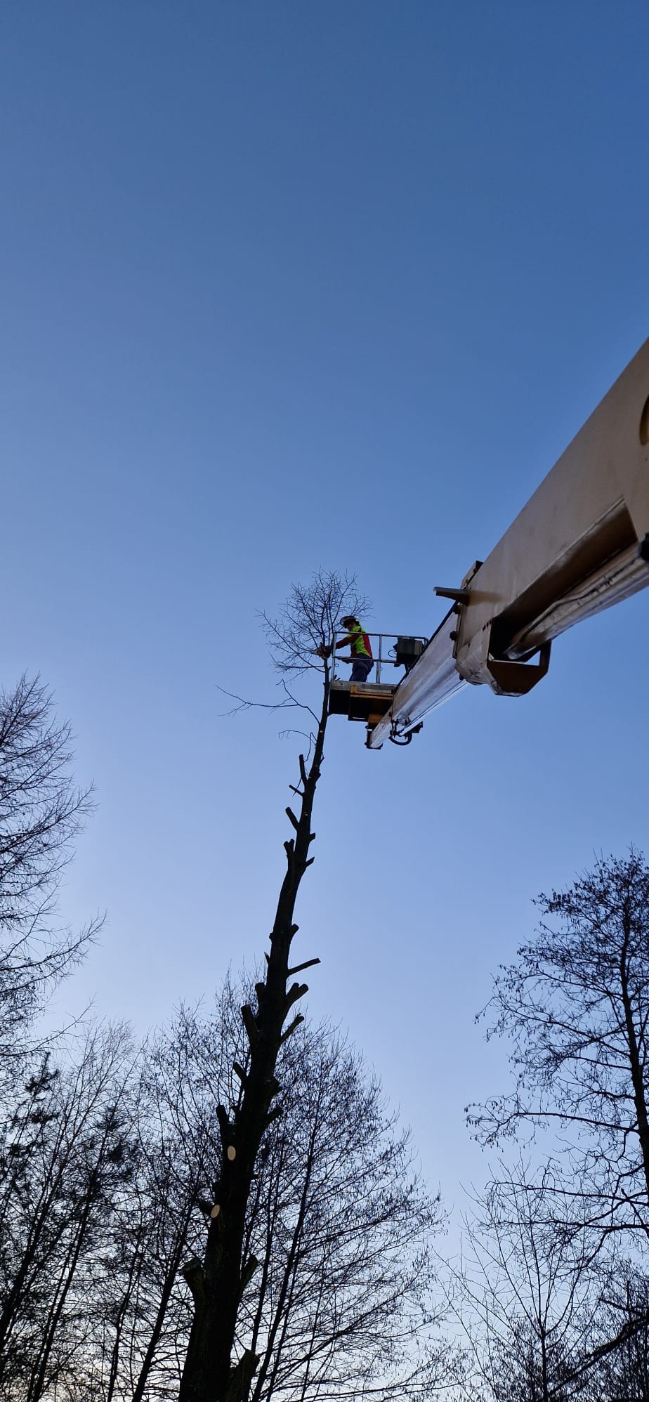 Pracownik w koszu podnośnika obcina gałęzie wysokiego drzewa. Widok z dołu na tle błękitnego nieba. Ślady po wycince na pniu.