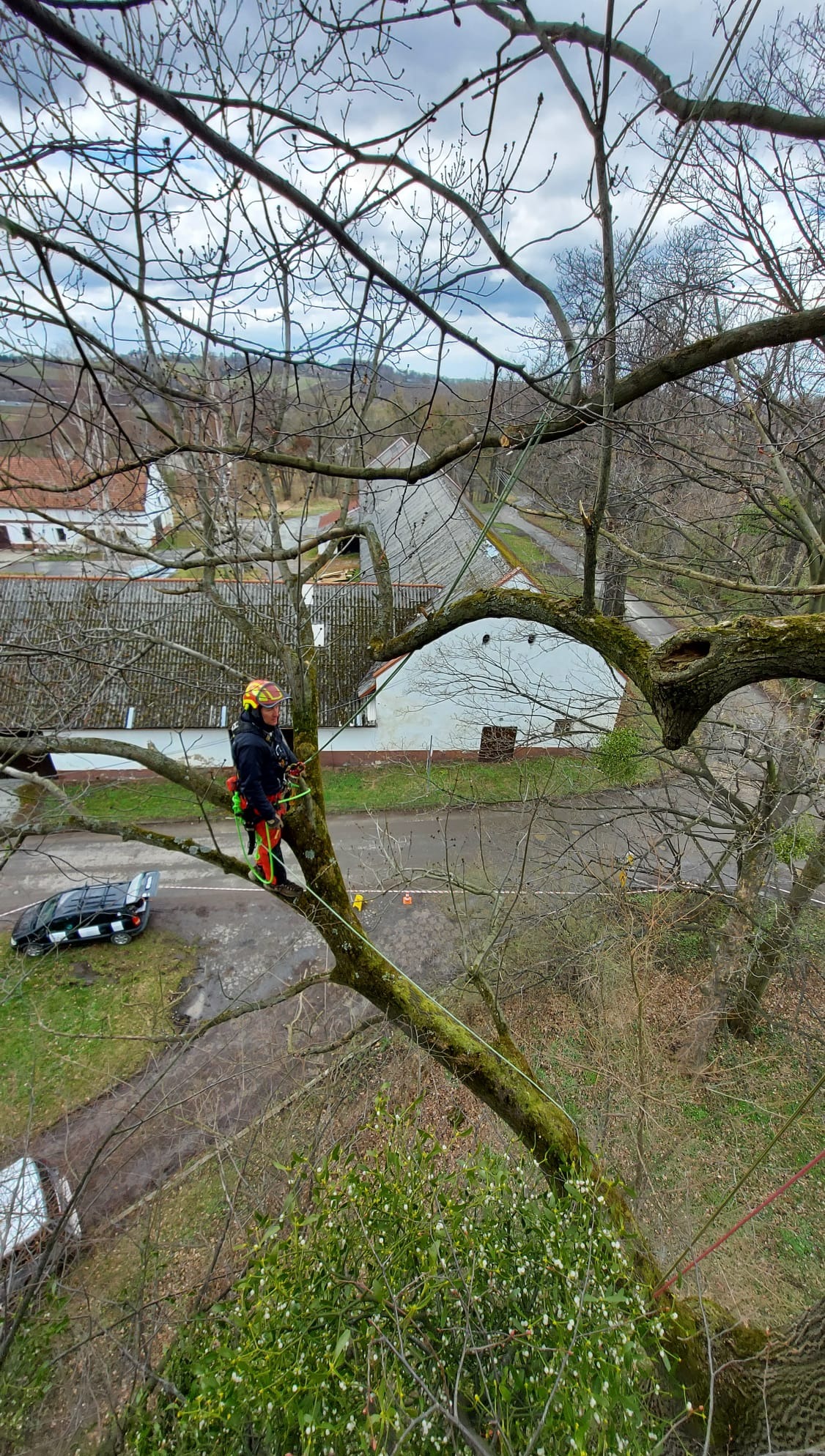 Arborysta w kasku i uprzęży, wspina się na drzewo z linami, widok z góry na ulicę i zabudowania, w tle pochmurne niebo.