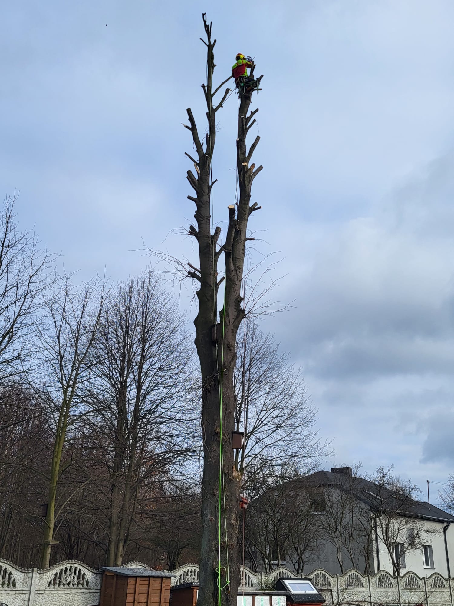 Arborysta w kasku i odzieży ochronnej, na szczycie wysokiego, ogołoconego z gałęzi drzewa, zabezpieczony liną, w trakcie pracy. W tle pochmurne niebo i zabudowania.
