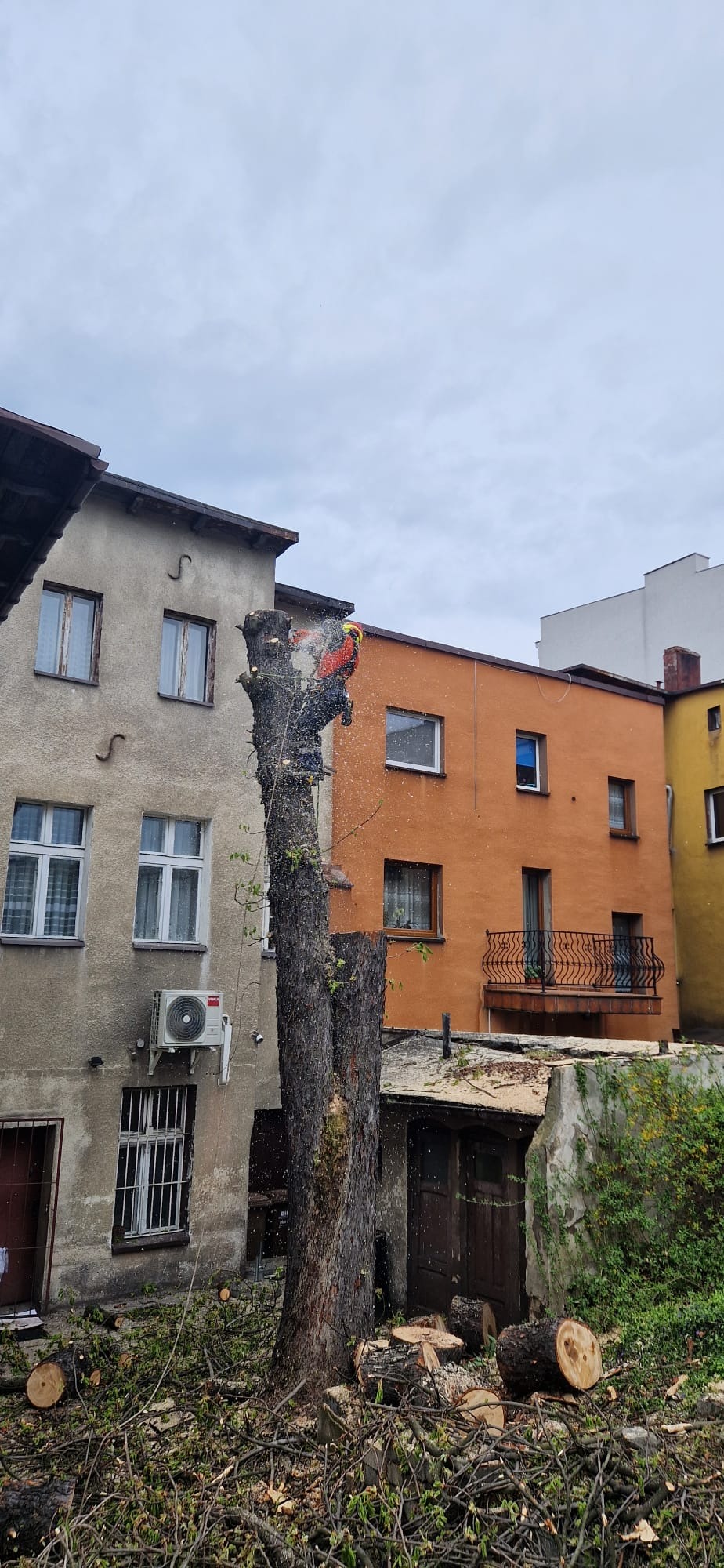 Arborysta w trakcie wycinki drzewa w zabudowie miejskiej, z widocznymi odłamkami drewna i pniem. Praca na wysokościach w otoczeniu budynków.