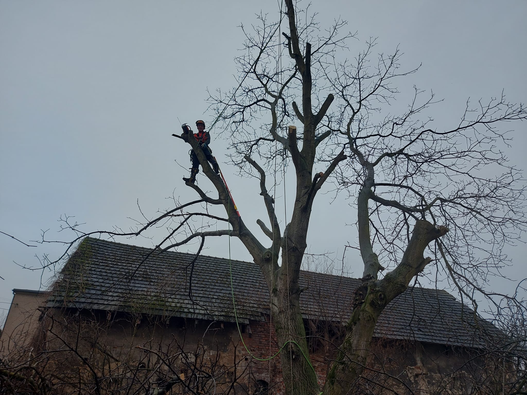 Arborysta w kasku i z piłą spalinową tnie gałęzie drzewa na wysokości, w tle budynek z ciemną dachówką. Prace wysokościowe w ogrodzie.