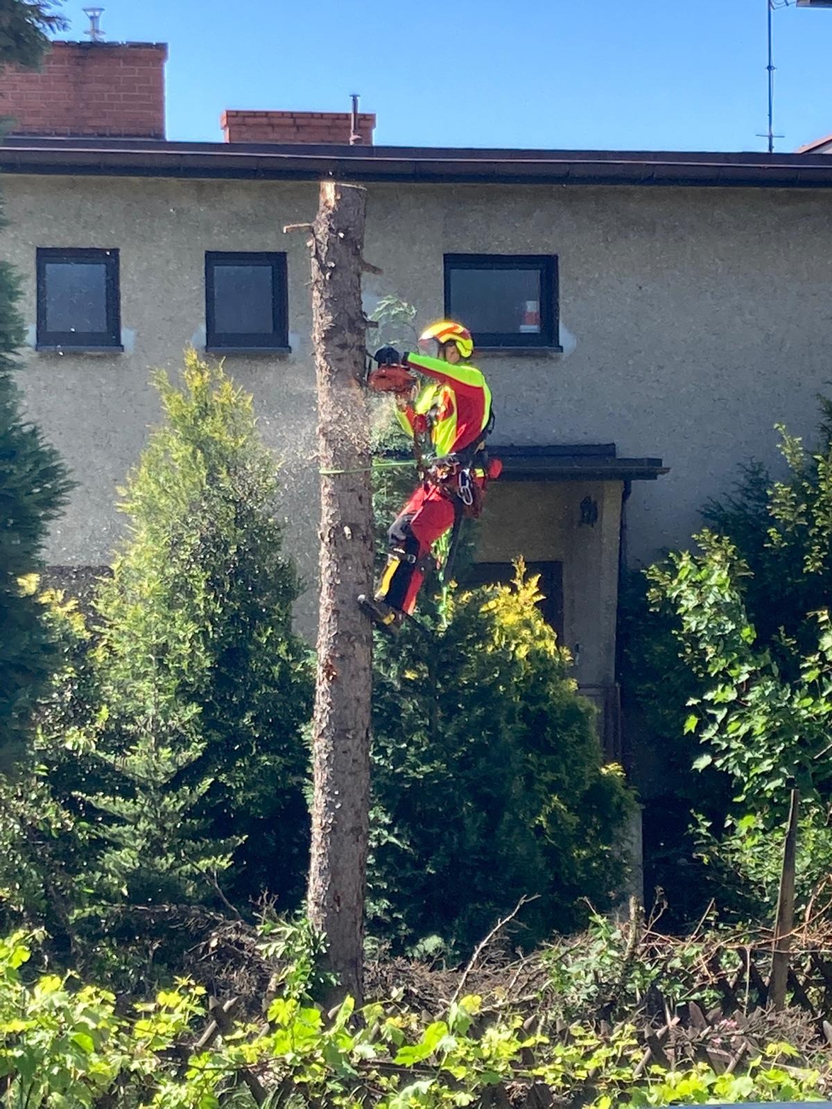 Arborysta w uprzęży tnie pień drzewa piłą łańcuchową, opiłki w powietrzu, dom w tle, zielona roślinność w dole kadru.