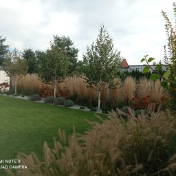 PROJEKT OGRÓD Katarzyna Bartz - Utrzymany w nowoczesnym stylu ogród z równo przystrzyżonym trawnikiem, strzyżonymi krzewami, ozdobnymi trawami oraz młodymi brzozami.