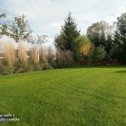 PROJEKT OGRÓD Katarzyna Bartz - Starannie utrzymany trawnik z równo przystrzyżoną trawą, otoczony ozdobnymi trawami i drzewami iglastymi oraz liściastymi w jesiennej kolorystyce.