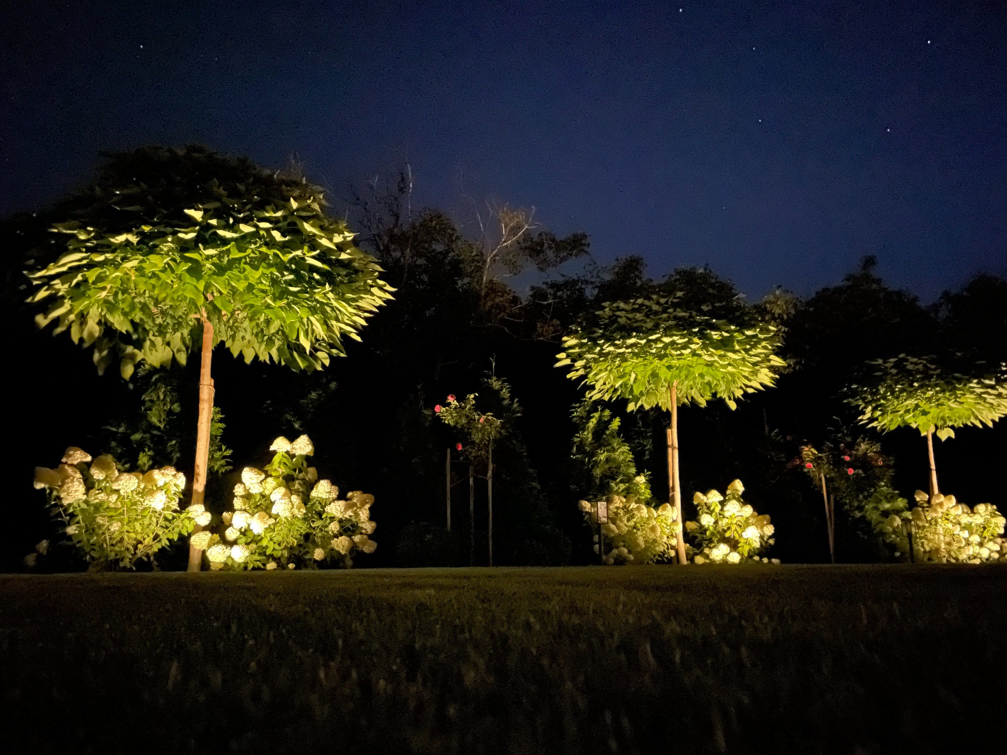 Nocny widok na ogród z trzema kulistymi drzewami podświetlonymi od dołu, otoczonymi kwitnącymi hortensjami, na tle ciemnego nieba z widocznymi gwiazdami.
