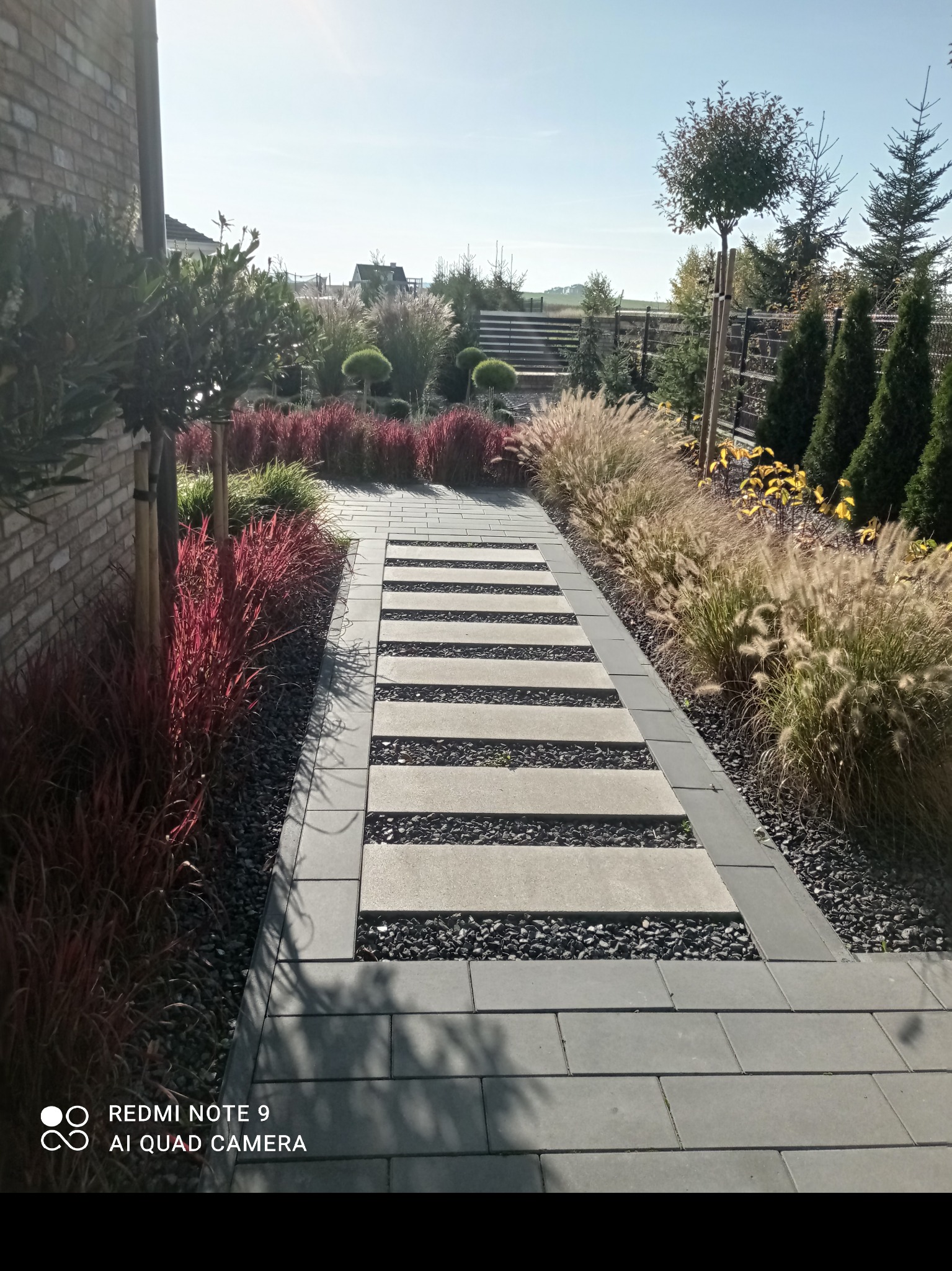 Ogród z ścieżką z betonowych płyt oddzielonych żwirem, obrzeża z kostki, ozdobne trawy i krzewy z czerwonymi liśćmi, w tle drzewa i krzewy formowane w kule.