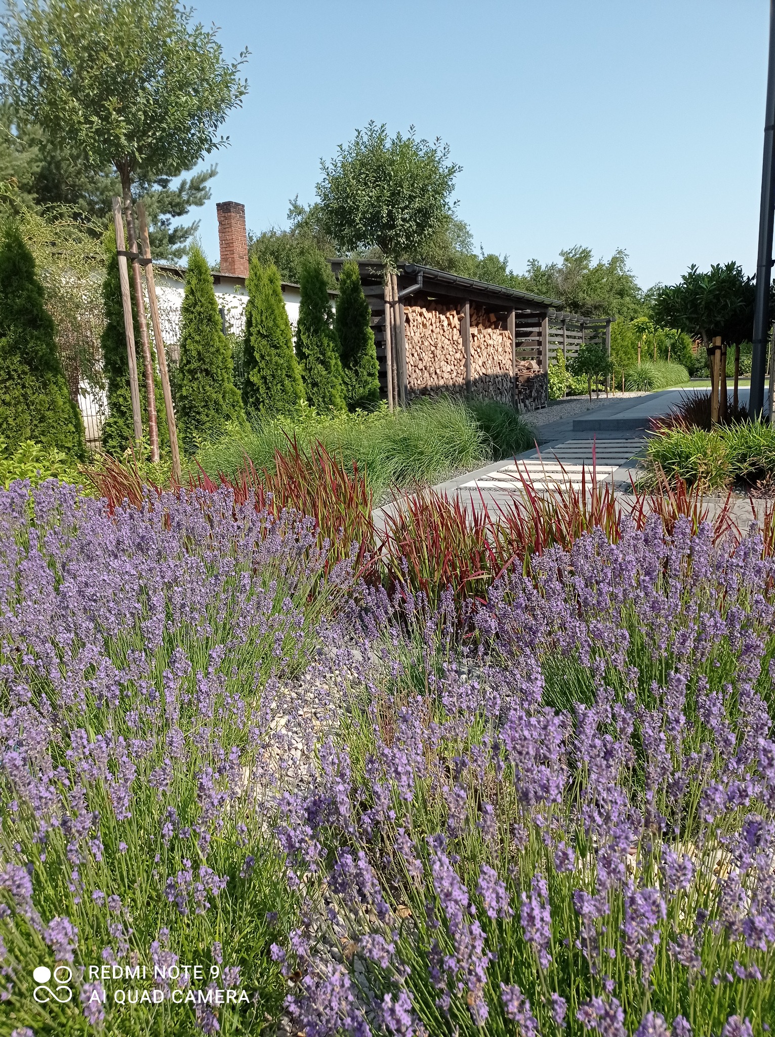 Pełen wdzięku ogród z kwitnącą lawendą na pierwszym planie, przechodzący w ścieżkę z płyt betonowych i ozdobne trawy, tłem jest wiata na drewno i starannie utrzymane drzewa.