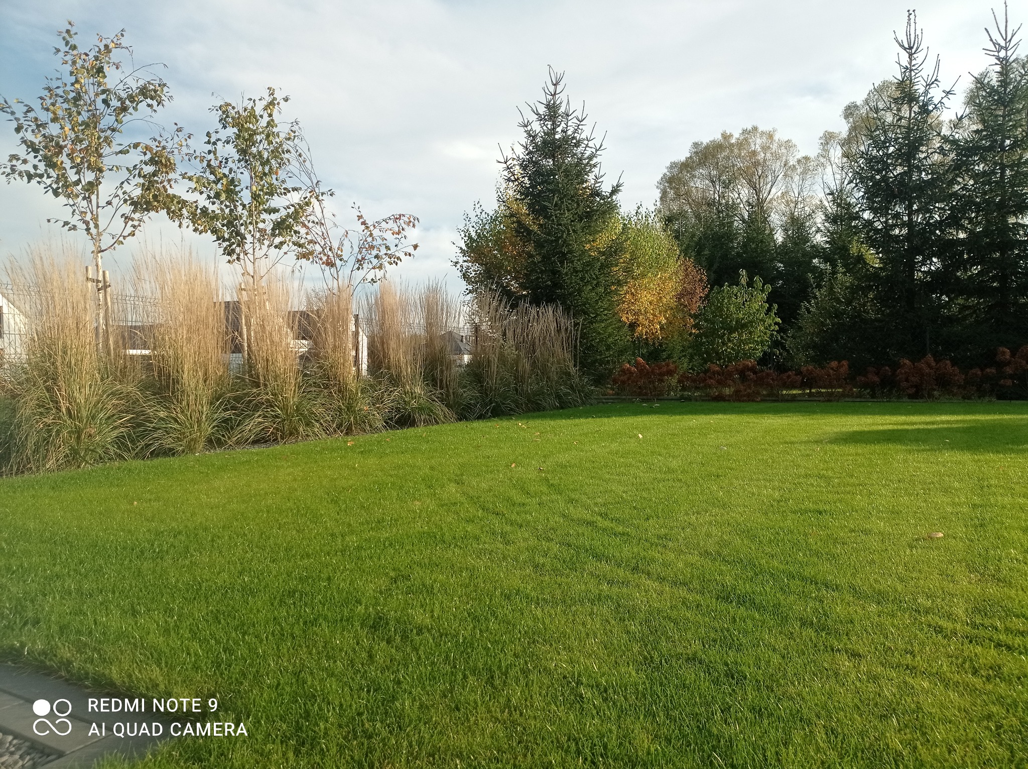 Starannie utrzymany trawnik z równo przystrzyżoną trawą, otoczony ozdobnymi trawami i drzewami iglastymi oraz liściastymi w jesiennej kolorystyce.