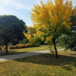 Jesienny krajobraz parku z drzewem o żółtych liściach, opadłe liście na trawie, ścieżka spacerowa w tle, słoneczny dzień.