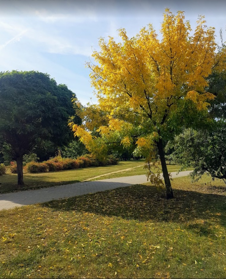 Jesienny krajobraz parku z drzewem o żółtych liściach, opadłe liście na trawie, ścieżka spacerowa w tle, słoneczny dzień.