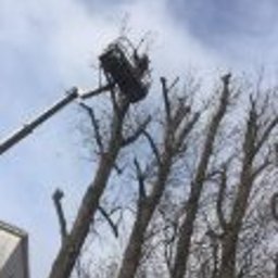 Ogrod Marzen - Widok z dołu na podnośnik koszowy z pracownikiem przycinającym korony drzew. Obcięte pnie drzew w rzędzie, błękitne niebo w tle.