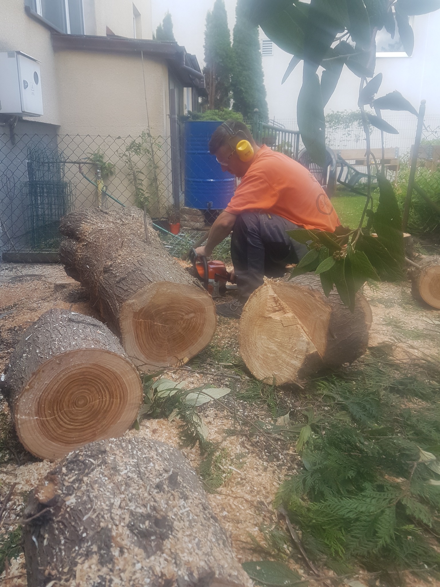 Mężczyzna w pomarańczowej koszulce i słuchawkach ochronnych tnie piłą spalinową drewno na kawałki w ogrodzie, widoczne pnie drzew i trociny, w tle ogrodzenie z siatki i budynek.