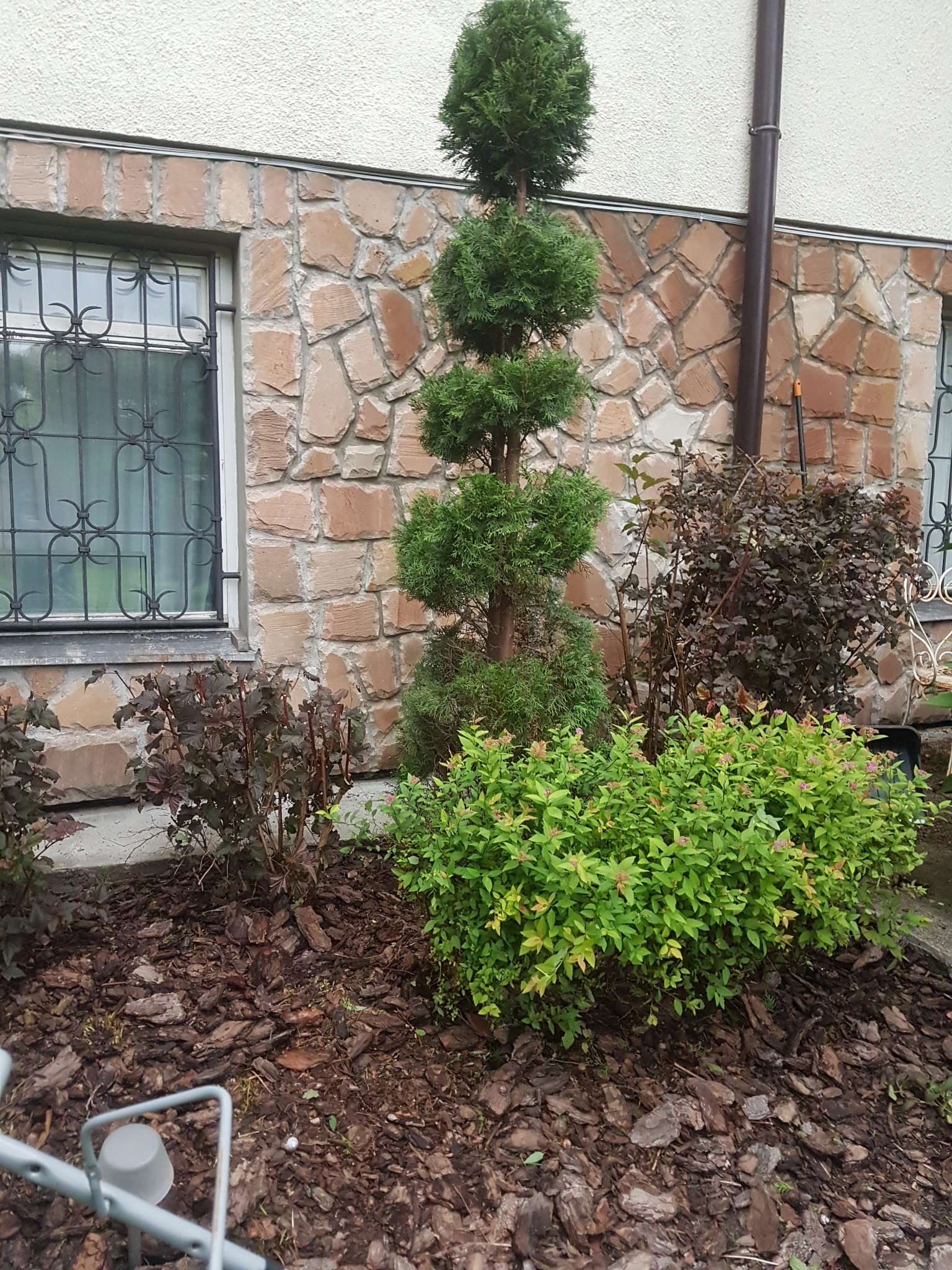 Ogród przydomowy z formowaną, wielopoziomową tują, rabatami wysypanymi korą i krzewami ozdobnymi na tle kamiennej elewacji budynku.