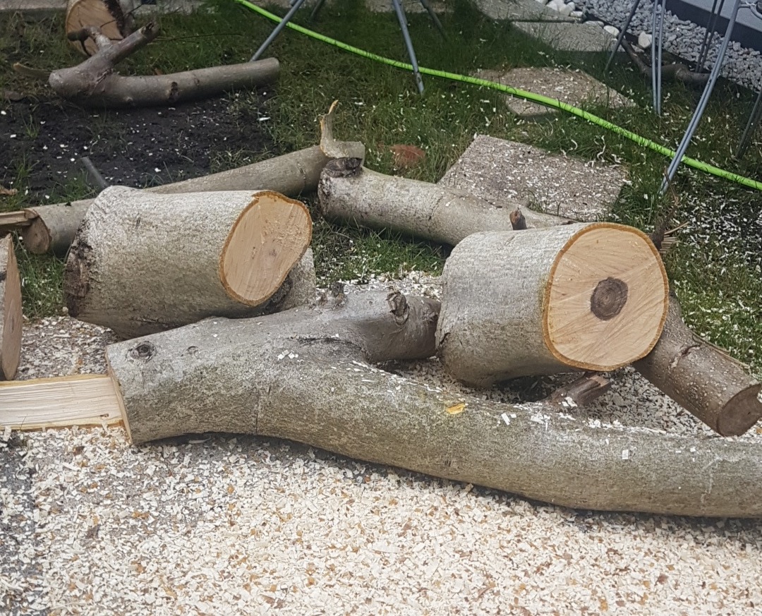 Świeżo pocięte fragmenty drzewa na trawie, widoczne sęki i kora, otoczone drobnymi wiórami drewna.