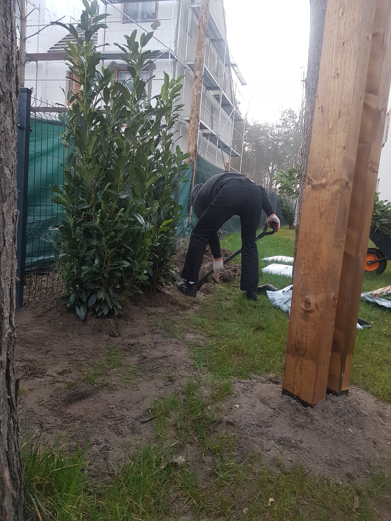 Sadzenie zimozielonych krzewów Laurowiśni w ogrodzie przy nowym domu, widoczne drewniane słupki ogrodzenia i pracownik z łopatą.