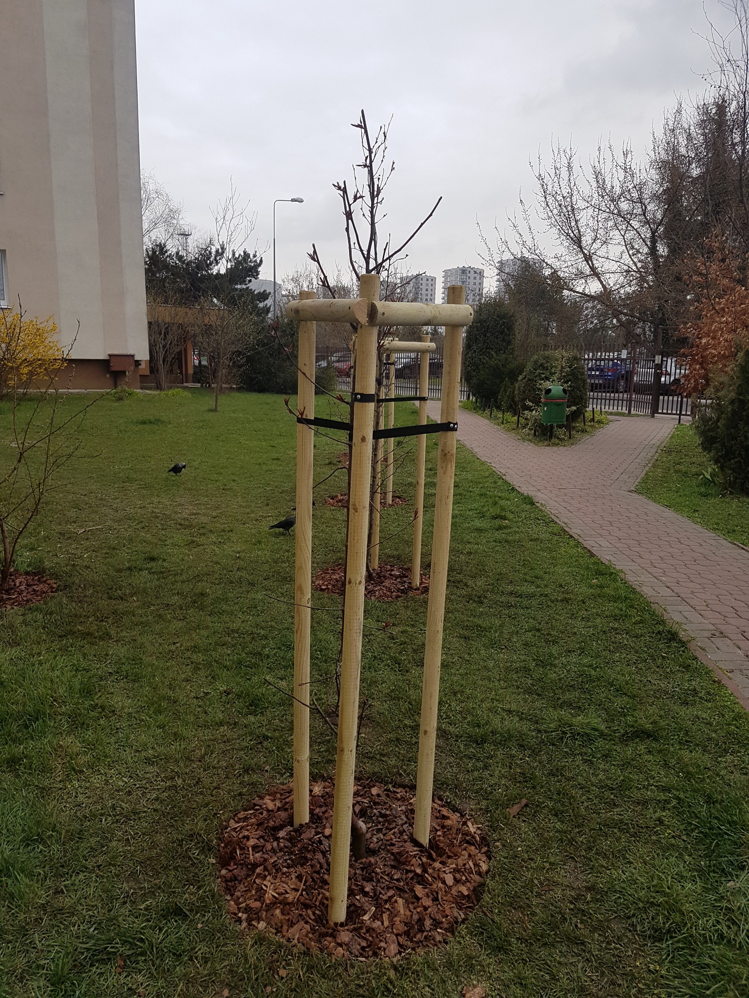 Młode drzewko zabezpieczone drewnianą konstrukcją na trawniku, kora rozsypana u podstawy, w tle budynek mieszkalny i pochmurne niebo.
