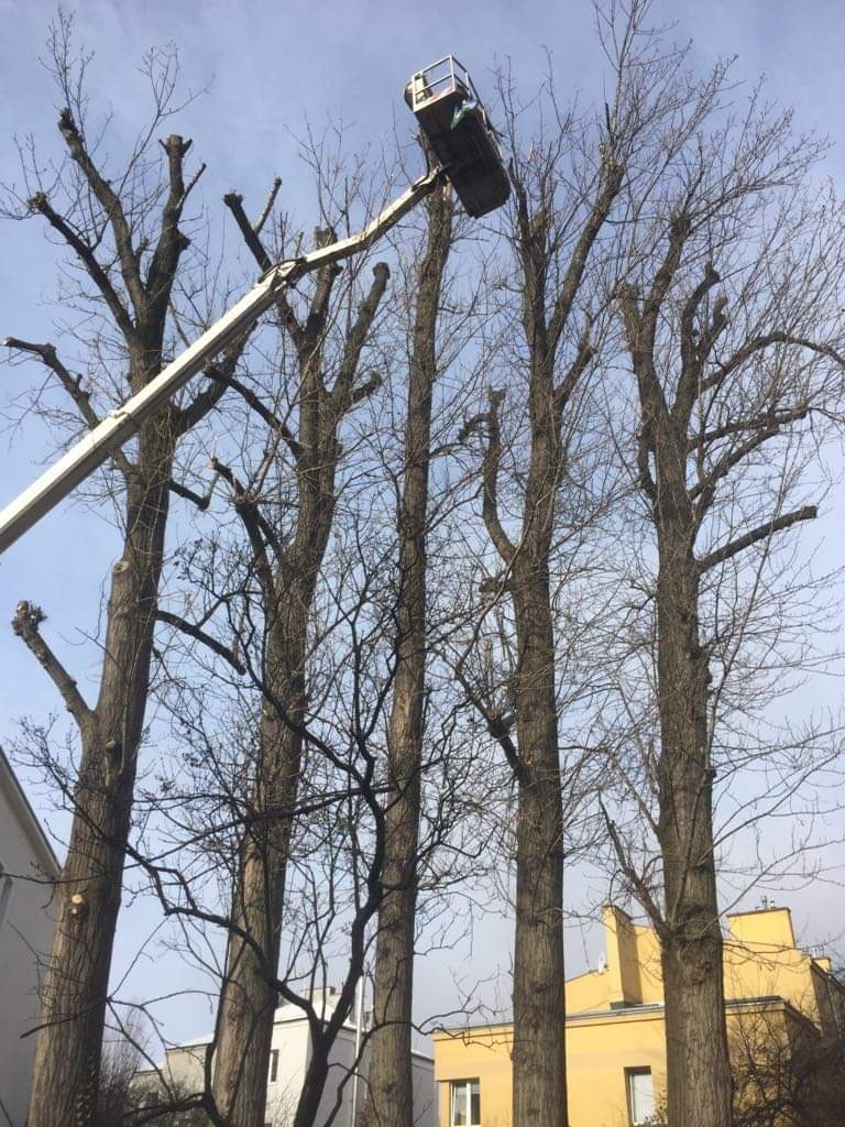 Przycięte drzewa liściaste z podnośnika koszowego, widoczne ślady cięcia gałęzi, budynki w tle.