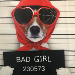 Grafika przedstawiająca psa w czerwonej chuście i okularach w kształcie serc z pęknięciem na jednym szkle, trzymającego tabliczkę z napisem 'BAD GIRL 230573 POLICE DEPT.' na tle linii do zdjęć...
