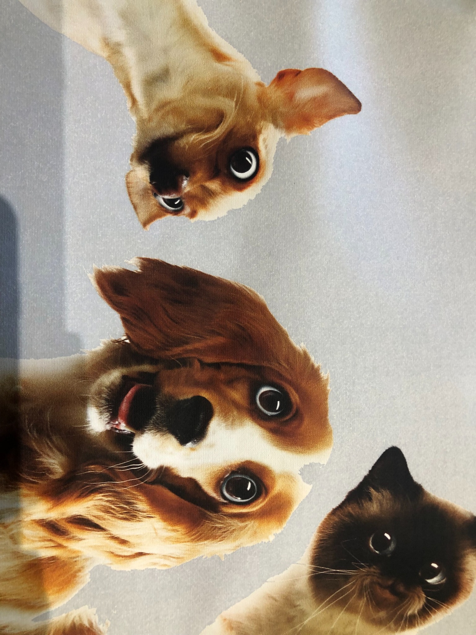 Nadruk przedstawiający trzy zwierzęta: chihuahua, spaniela i kota syjamskiego, patrzące w dół z szeroko otwartymi oczami, na jasnym tle.