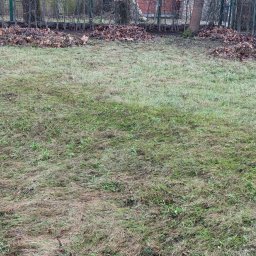 KSAL GREEN Pielęgnacja Ogrodów Kamil Kozioł - Nisko skoszona trawa z kupkami liści w ogrodzie, widoczne drzewa i krzewy w tle. Jesienne porządki w ogrodzie.