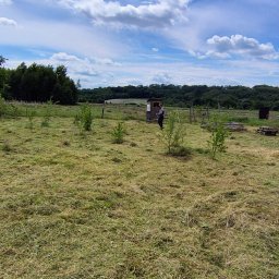 KSAL GREEN Pielęgnacja Ogrodów Kamil Kozioł - Świeżo skoszone pole z młodymi drzewkami i budynkiem w tle, w słoneczny dzień. Widoczna osoba przy budce i stos drewna.