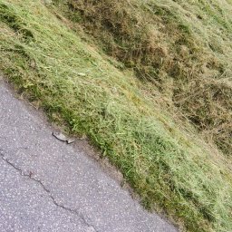 KSAL GREEN Pielęgnacja Ogrodów Kamil Kozioł - Świeżo skoszona trawa przy asfalcie, widok z perspektywy pieszego. Część ciała w kadrze. Trawa częściowo wysuszona, leżąca na poboczu.