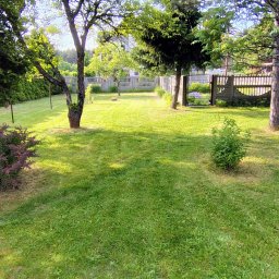 KSAL GREEN Pielęgnacja Ogrodów Kamil Kozioł - Zadbany trawnik z drzewami i krzewami w słoneczny dzień. W tle widoczne ogrodzenie panelowe i brama. Regularnie koszona trawa, brak chwastów. Estetyczny wygląd ogrodu.