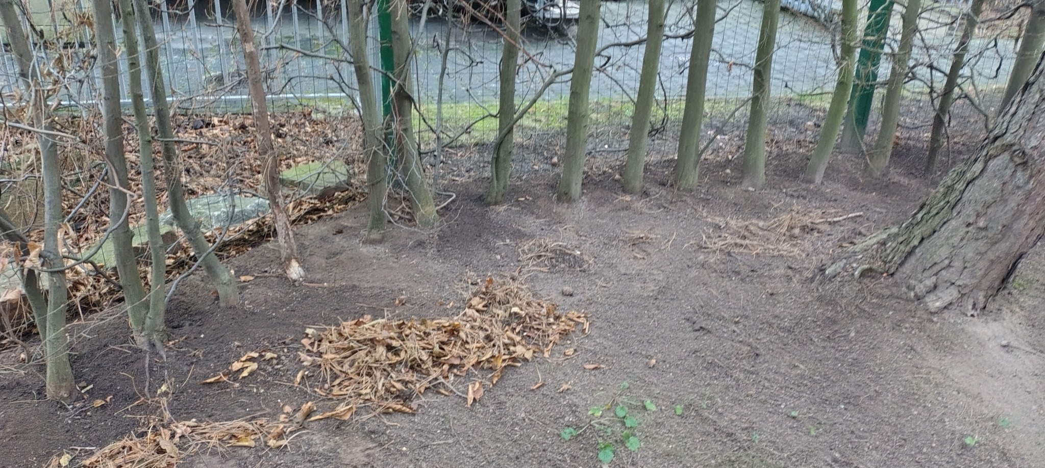 Przygotowany teren pod sadzenie drzewek z widocznymi pniakami i resztkami liści, ogrodzony siatką. Widoczne ślady po wycince.
