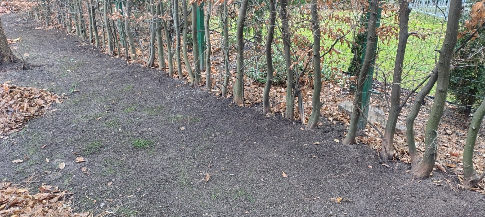 Żywopłot z grabu pospolitego po formowaniu, widoczne świeżo przycięte pędy i opadłe liście. Metalowa siatka wzmacnia strukturę. Tło z zielenią ogrodu.
