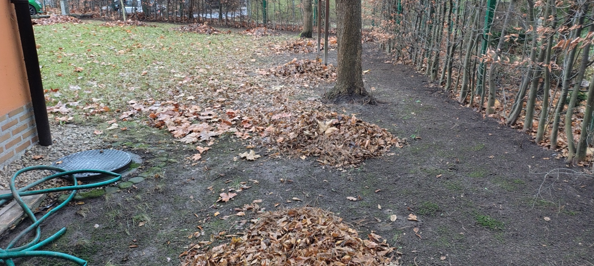 Jesienne grabienie liści na trawniku, z kupkami liści pod drzewami i wzdłuż żywopłotu. W tle widoczny trawnik z opadłymi liśćmi i fragment budynku.