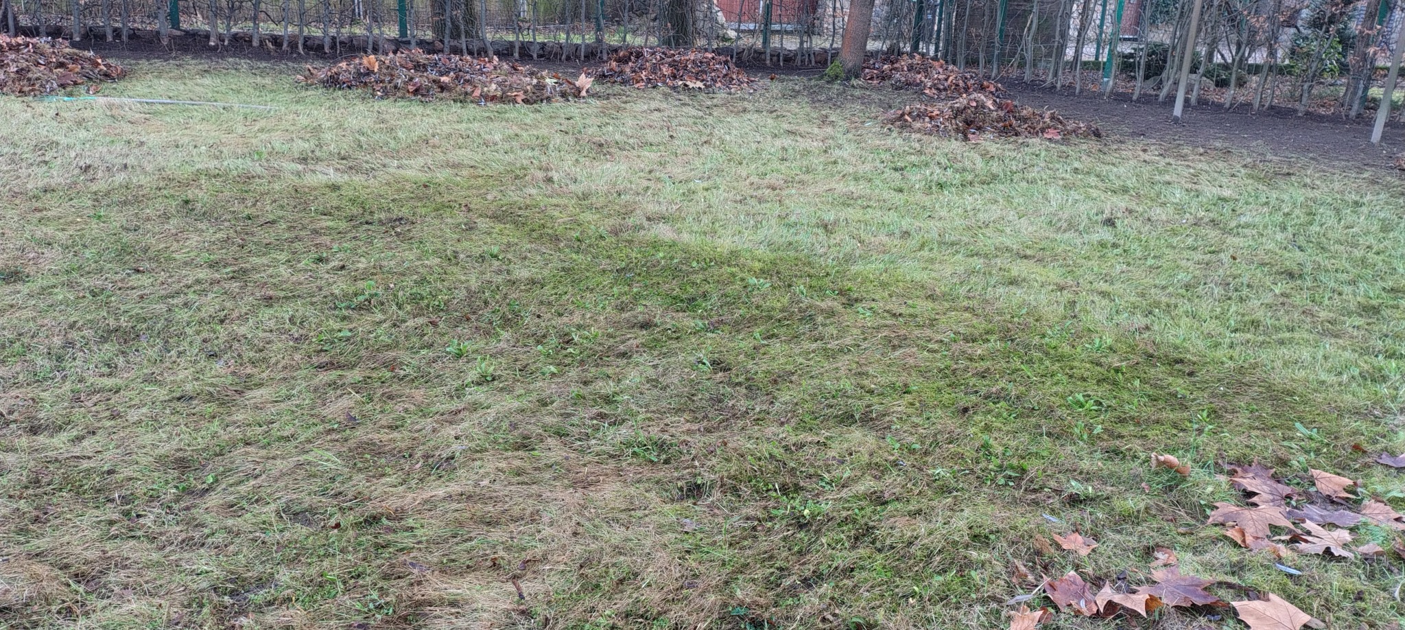 Jesienne grabienie liści na trawniku, z kupkami liści w tle i pojedynczymi liśćmi w rogu kadru. Widoczny fragment węża ogrodowego.