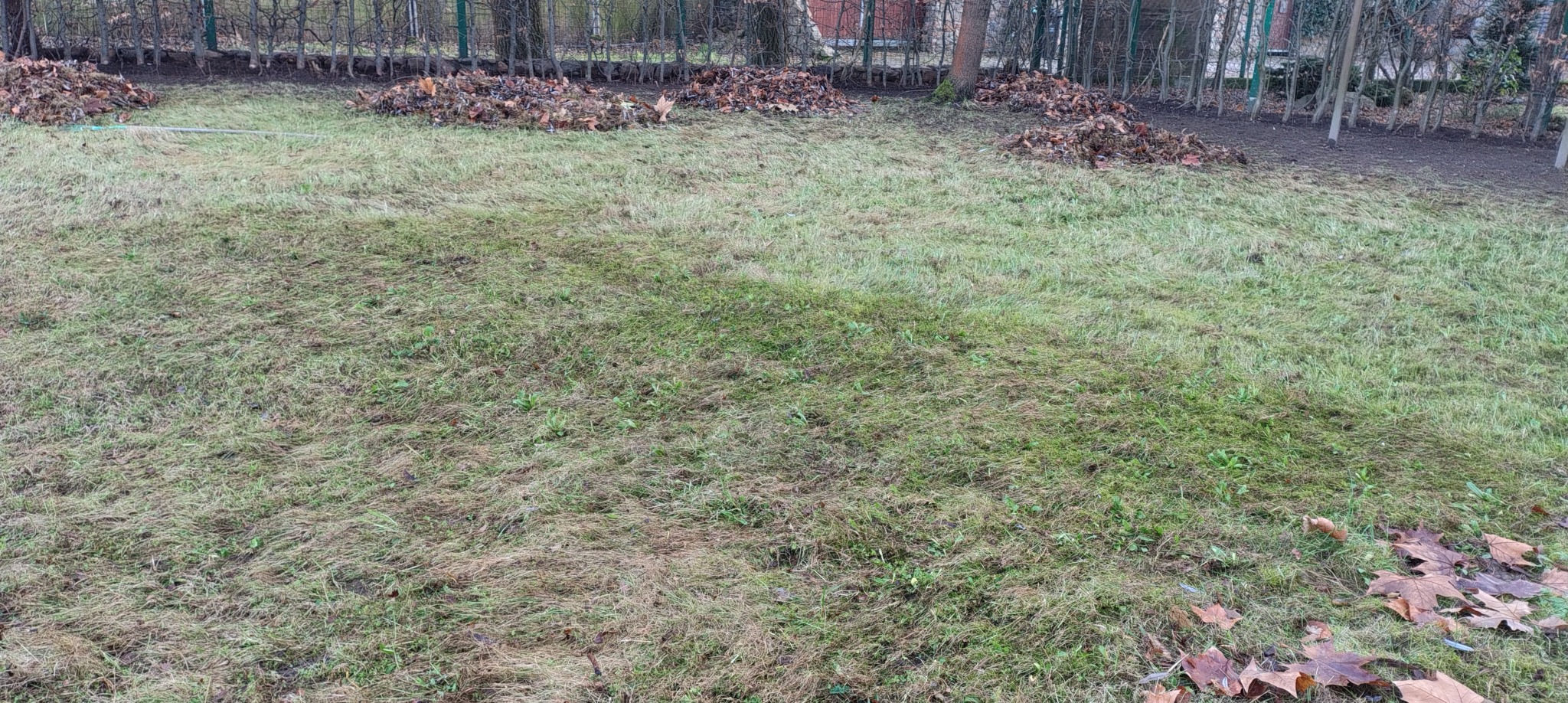 Nisko skoszona trawa z kupkami liści w ogrodzie, widoczne drzewa i krzewy w tle. Jesienne porządki w ogrodzie.