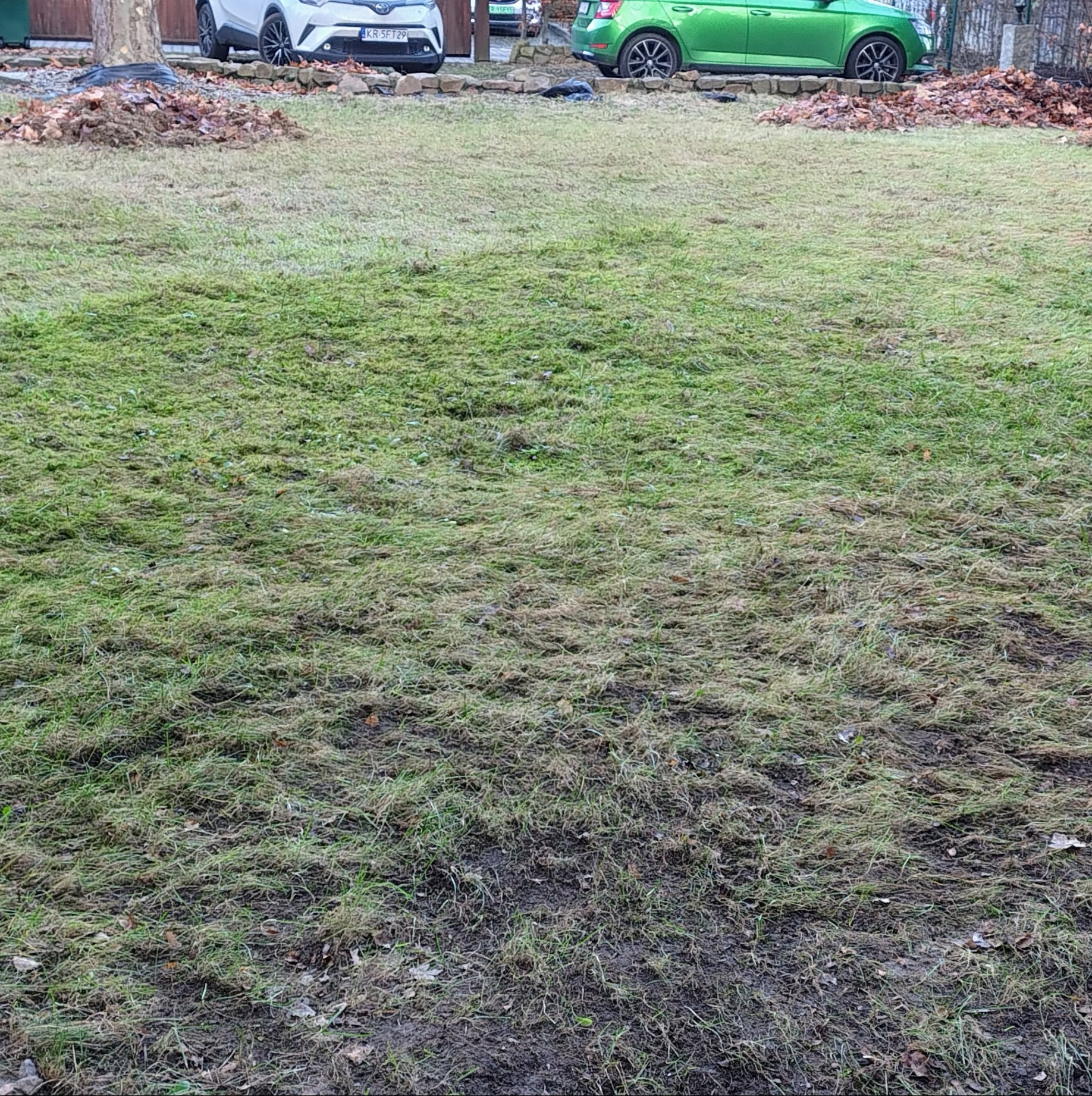 Zaniedbany trawnik z widocznymi uschniętymi źdźbłami trawy i liśćmi, z dwoma samochodami w tle, sugerujący potrzebę koszenia i pielęgnacji.