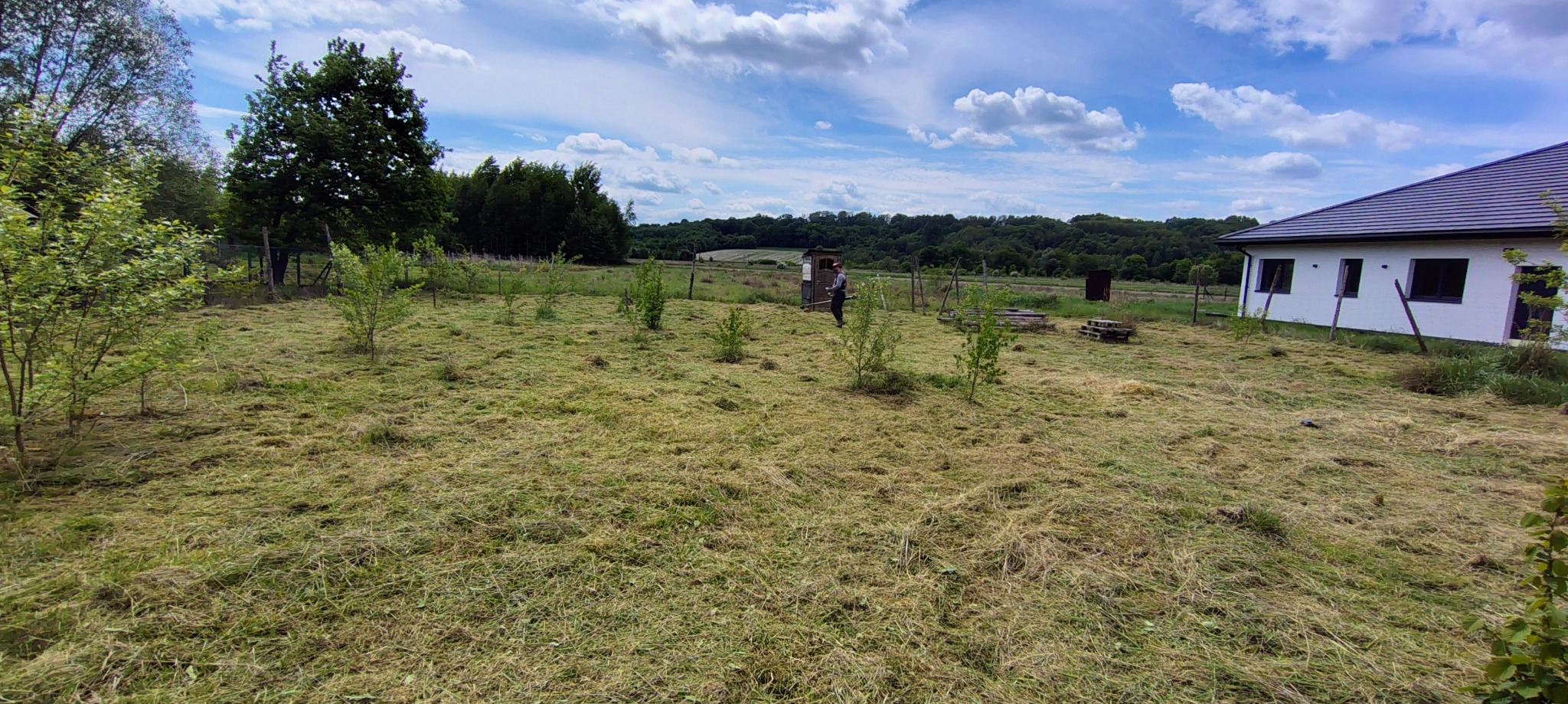 Świeżo skoszone pole z młodymi drzewkami i budynkiem w tle, w słoneczny dzień. Widoczna osoba przy budce i stos drewna.