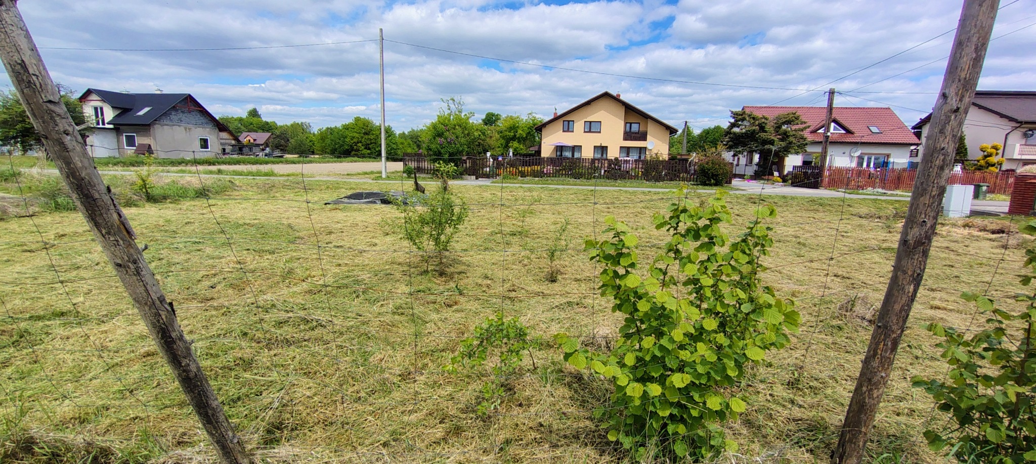 Zabezpieczony teren z młodymi drzewkami za siatką ogrodzeniową, w tle domy jednorodzinne i błękitne niebo z chmurami. Widok z perspektywy ogrodzenia.