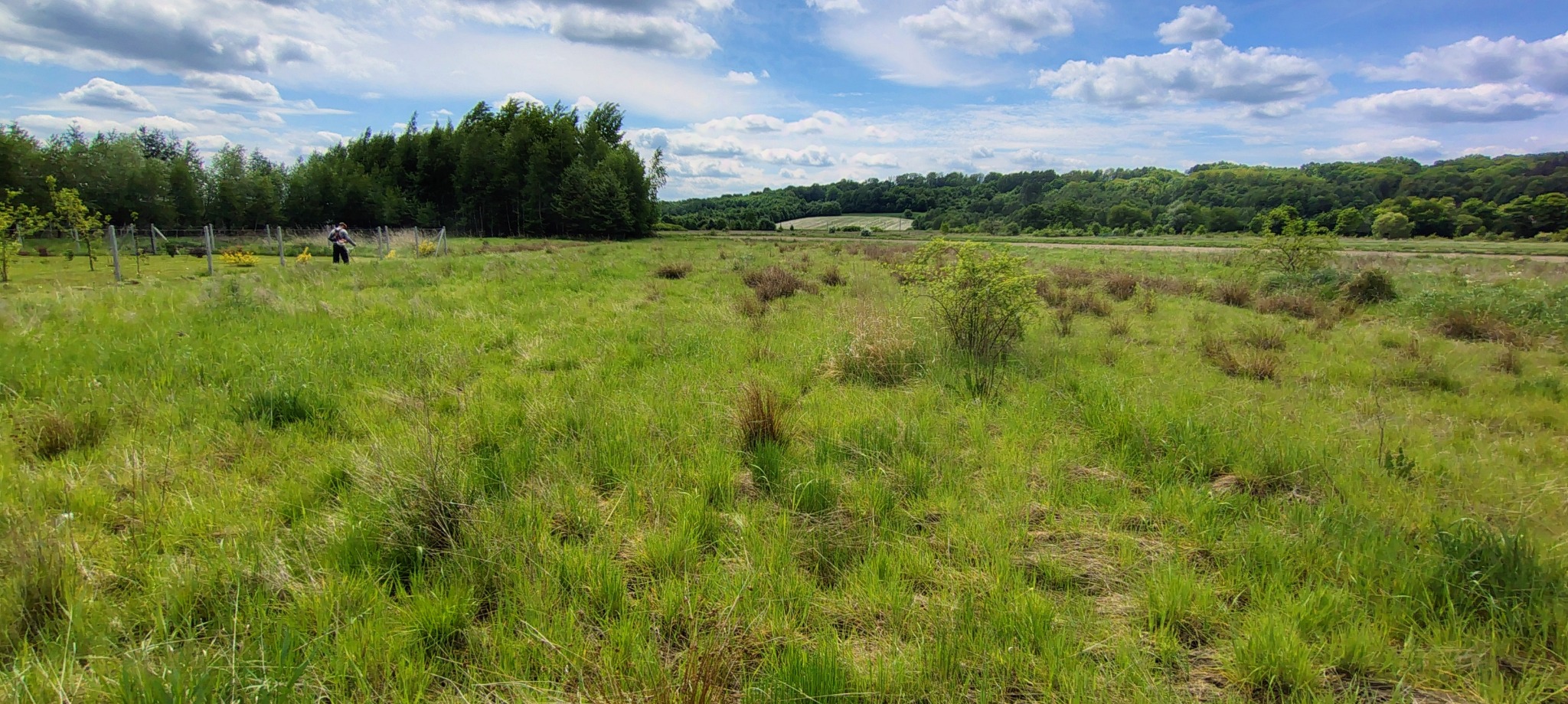 Rozległy teren zielony z wysoką trawą, w tle las i błękitne niebo z chmurami. Osoba z kosiarką spalinową w oddali, częściowo za ogrodzeniem. Krajobraz po koszeniu trawy.