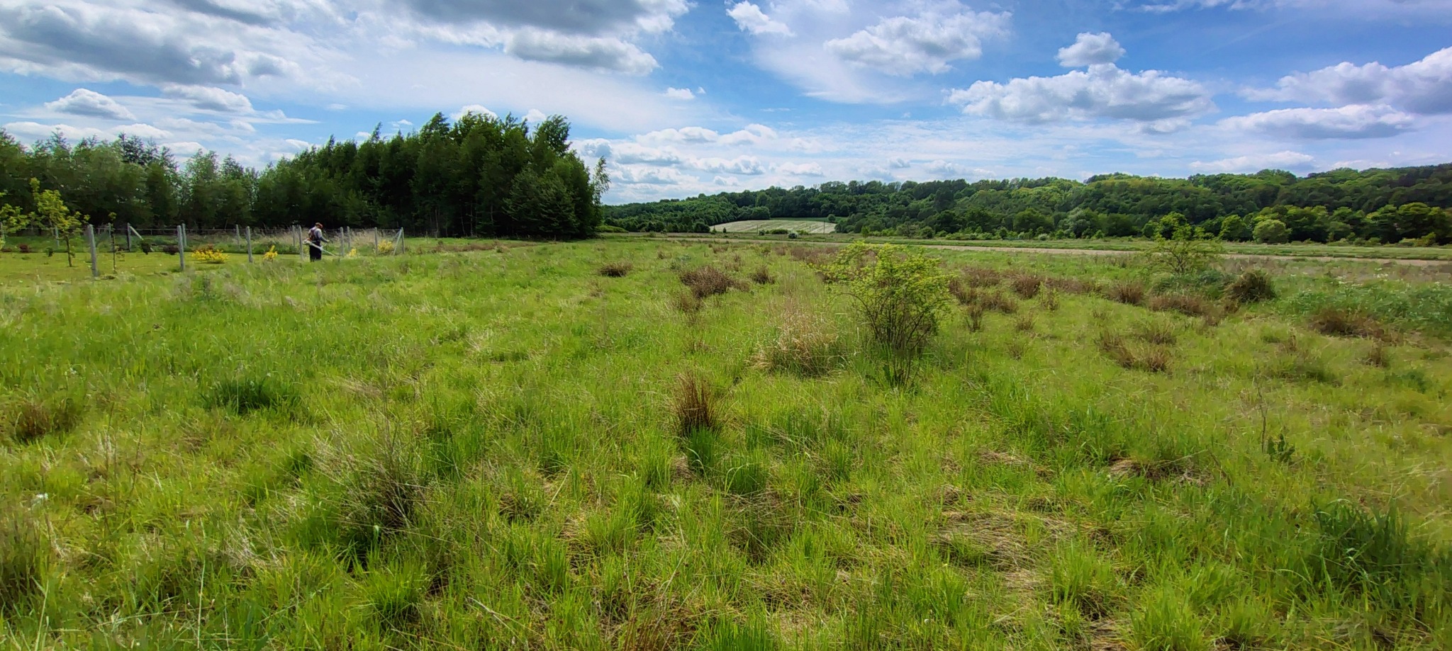 Rozległy teren zielony z wysoką trawą, częściowo skoszony. W tle las i błękitne niebo z chmurami. Osoba z kosiarką w oddali, przy ogrodzeniu. Krajobraz po koszeniu.