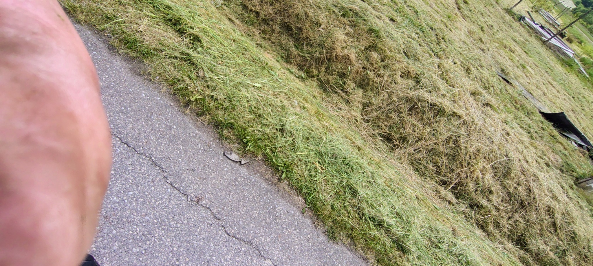 Świeżo skoszona trawa przy asfalcie, widok z perspektywy pieszego. Część ciała w kadrze. Trawa częściowo wysuszona, leżąca na poboczu.