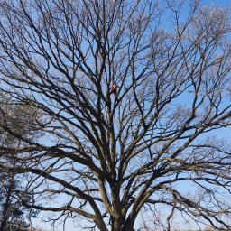 ARBO-KOSA Lucjan Kosiński - Arborysta w pomarańczowym kombinezonie, zabezpieczony linami, pracuje na rozłożystym, bezlistnym drzewie na tle błękitnego nieba.