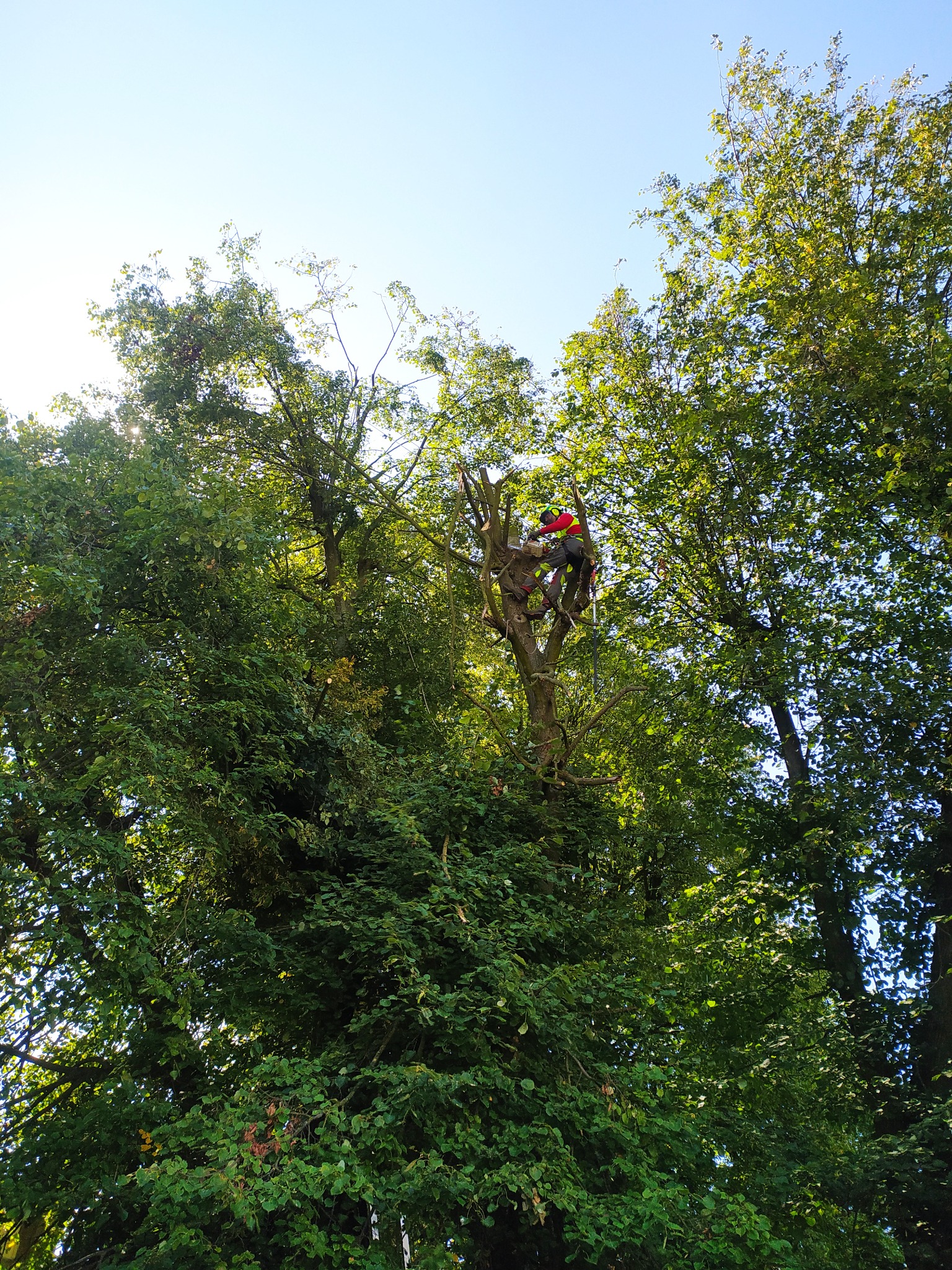 Arborysta w czerwonej kurtce i kasku, w koronie drzewa podczas przycinania gałęzi, widok z dołu na tle błękitnego nieba.