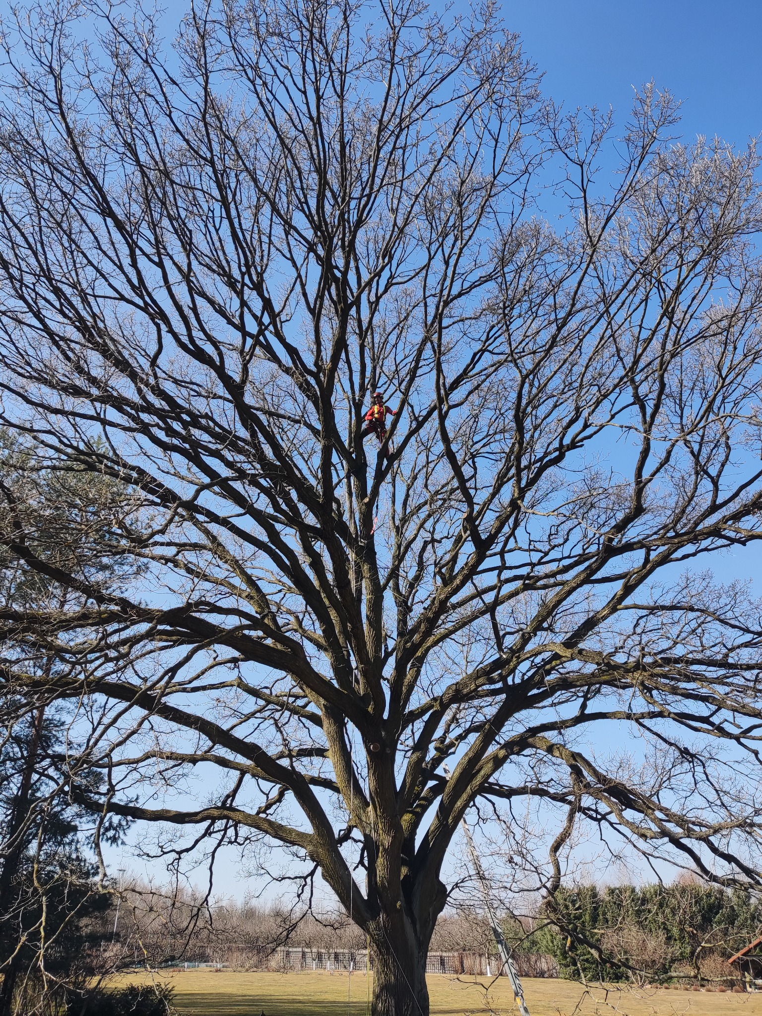 Arborysta w pomarańczowym kombinezonie, zabezpieczony linami, pracuje na rozłożystym, bezlistnym drzewie na tle błękitnego nieba.