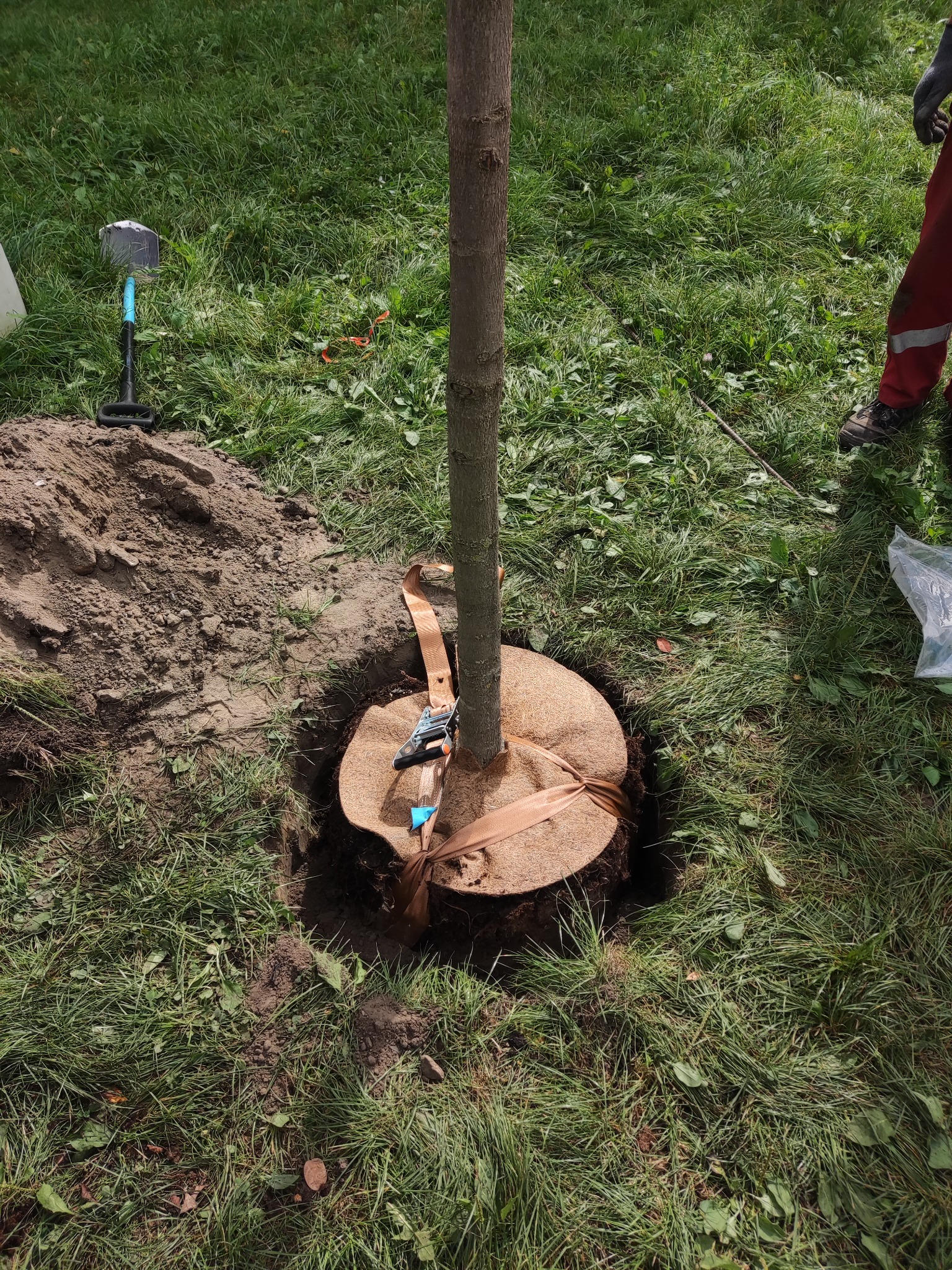 Świeżo posadzone drzewo w ziemi, zabezpieczone jutową osłoną i pasami mocującymi, obok leży łopata.