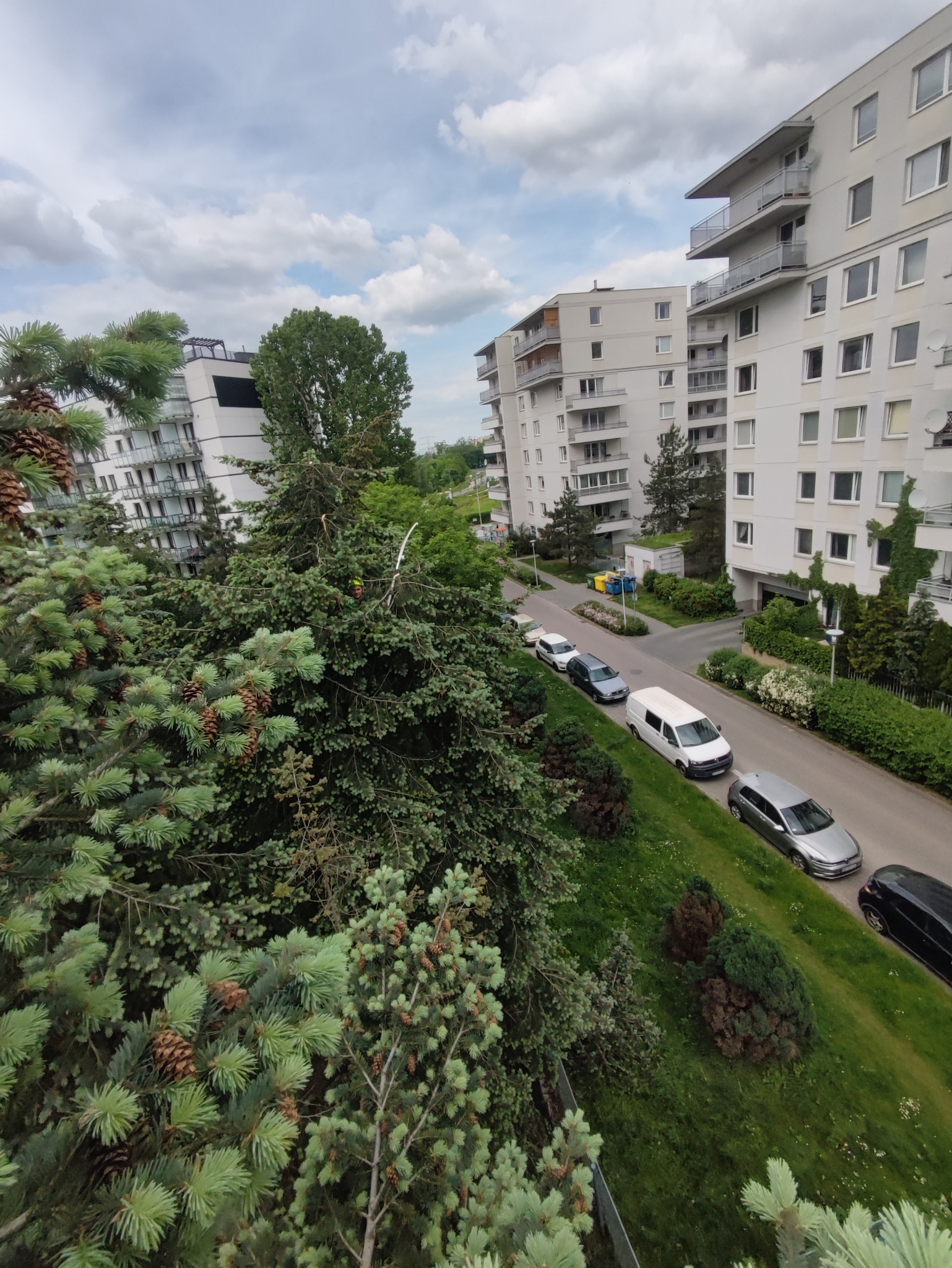 Wysoka sosna z szyszkami na pierwszym planie, w tle bloki mieszkalne, ulica z zaparkowanymi samochodami i pracownik w zielonym kasku z piłą na gałęzi.