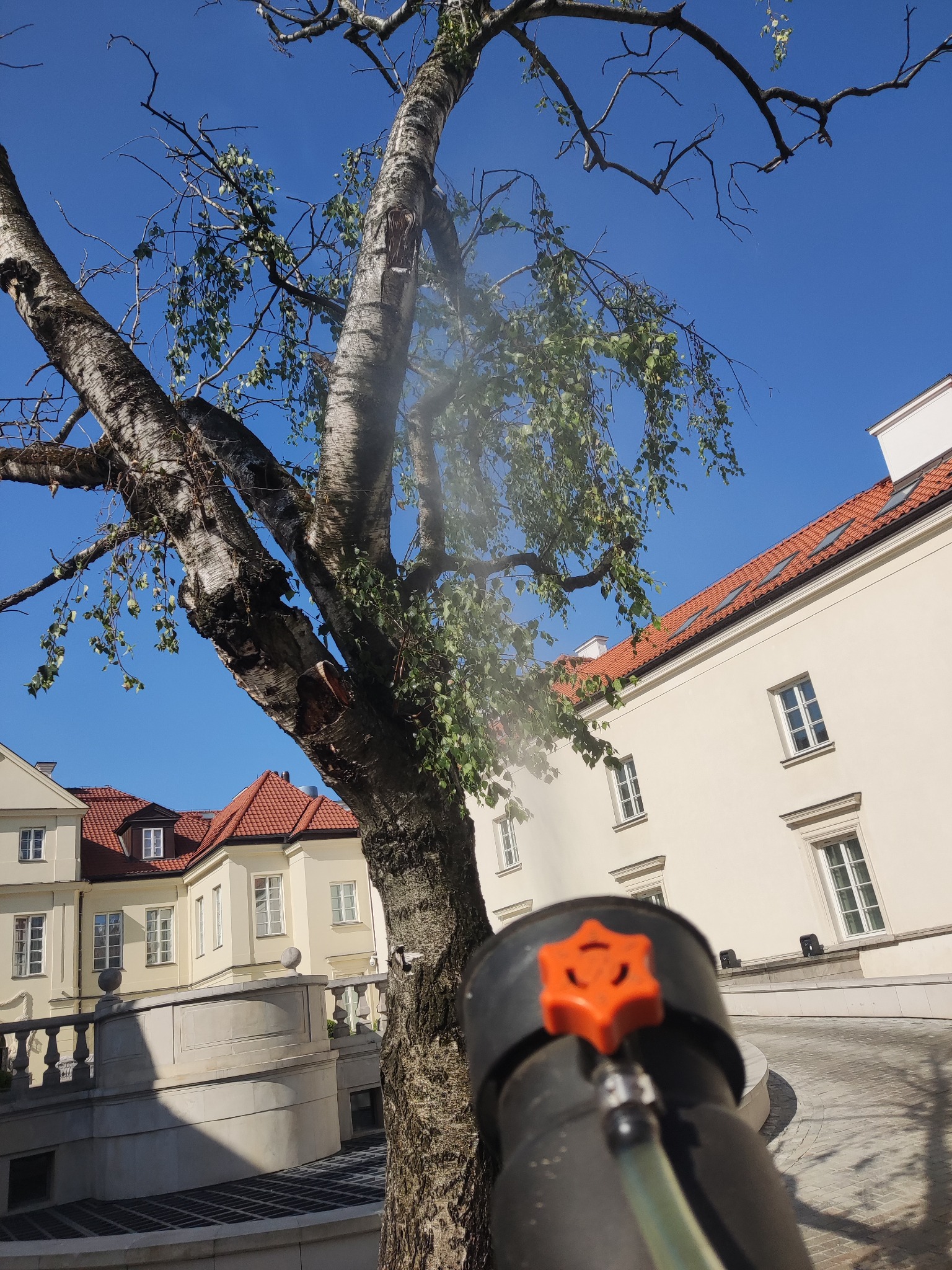 Opryskiwacz z pomarańczowym zaworem skierowany na brzozę z rzadkimi liśćmi na tle błękitnego nieba i klasycznej architektury z czerwonymi dachami.