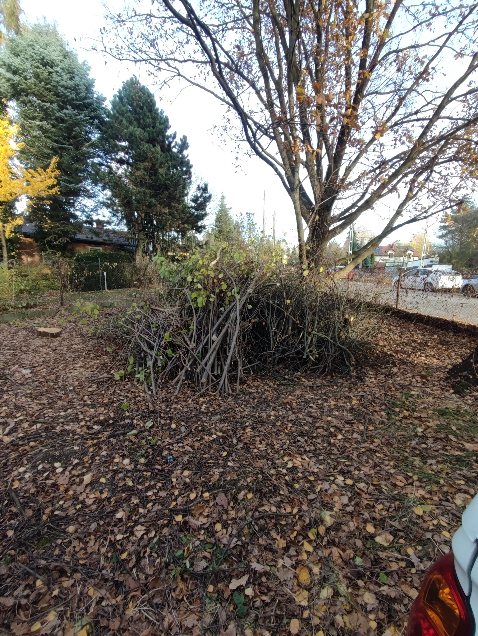 Stos pociętych gałęzi i liści na ziemi po wycince drzew, widoczny pień po ściętym drzewie, w tle budynki i drzewa.
