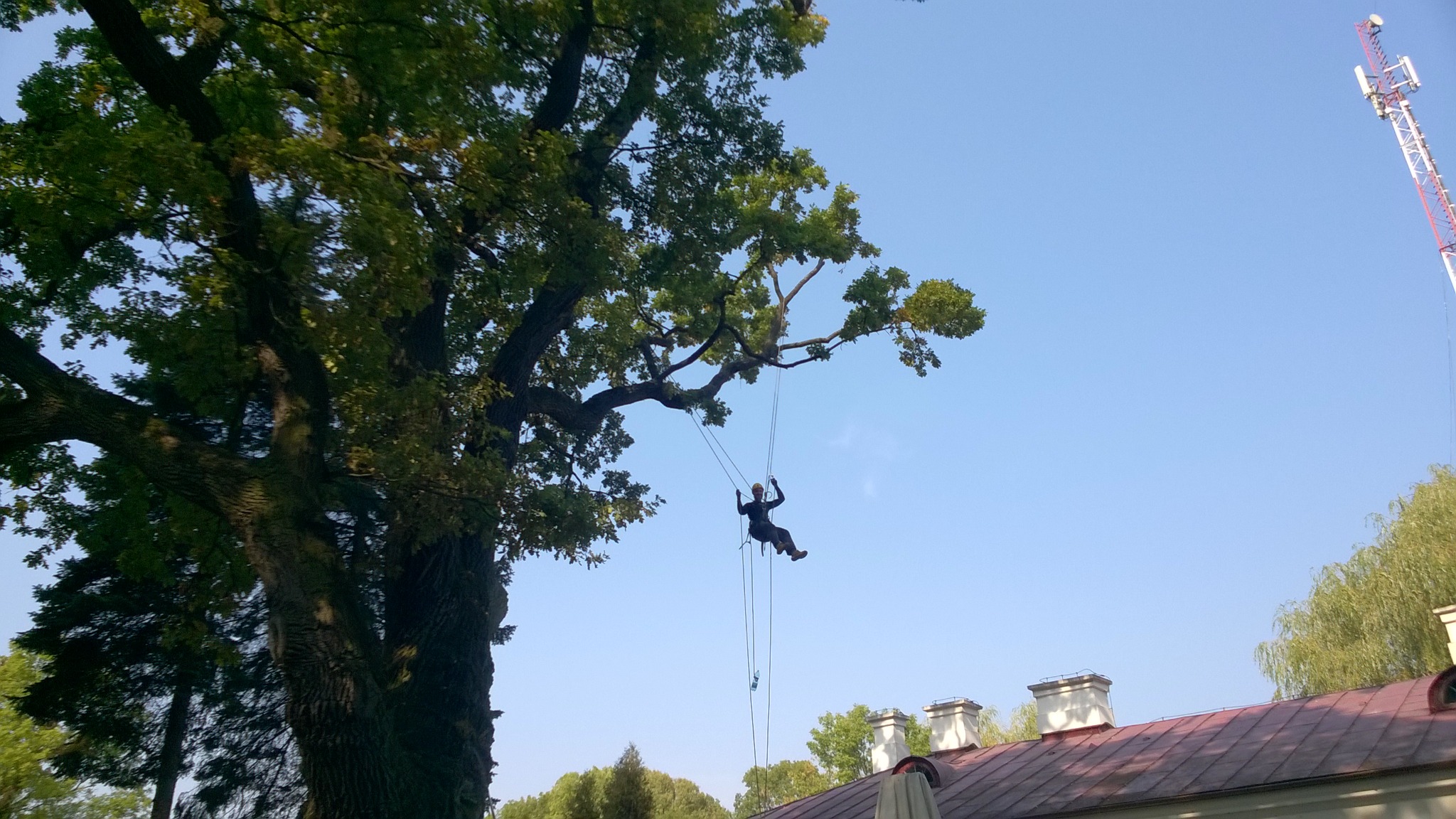 Arborysta w uprzęży, zawieszony na linach w koronie rozłożystego drzewa liściastego, na tle błękitnego nieba i dachu budynku z kominami, w oddali maszt telekomunikacyjny.