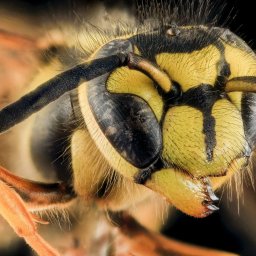 Dezynsekcja osy - odstraszanie