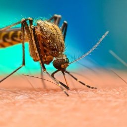 Dezynsekcja komarów