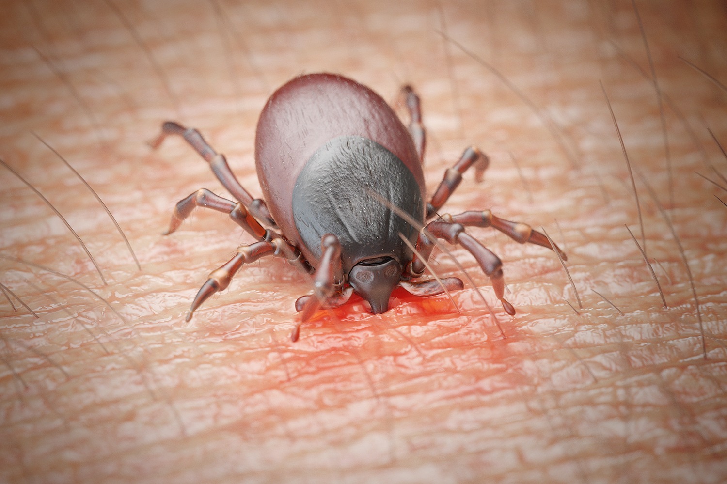 Dezynsekcja kleszczy