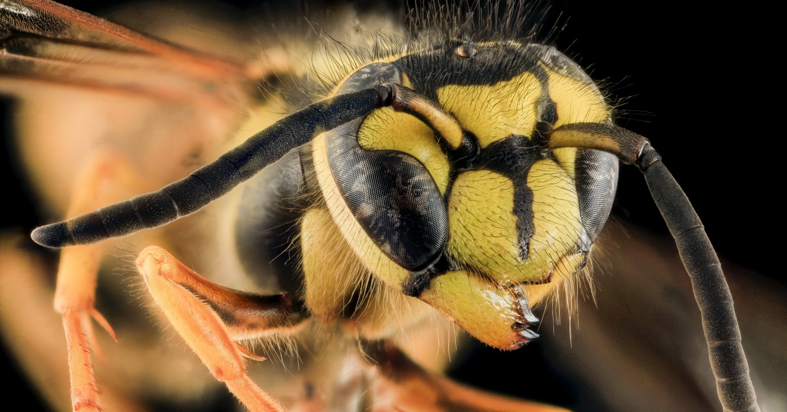Dezynsekcja osy - odstraszanie